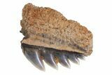Fossil Cow Shark (Notorynchus) Tooth - Maryland #71092-1